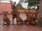 Cirneco Photo